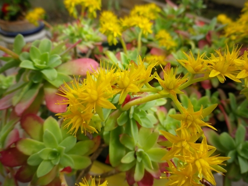 Pianta grassa comune:  Sedum palmeri (Crassulaceae)